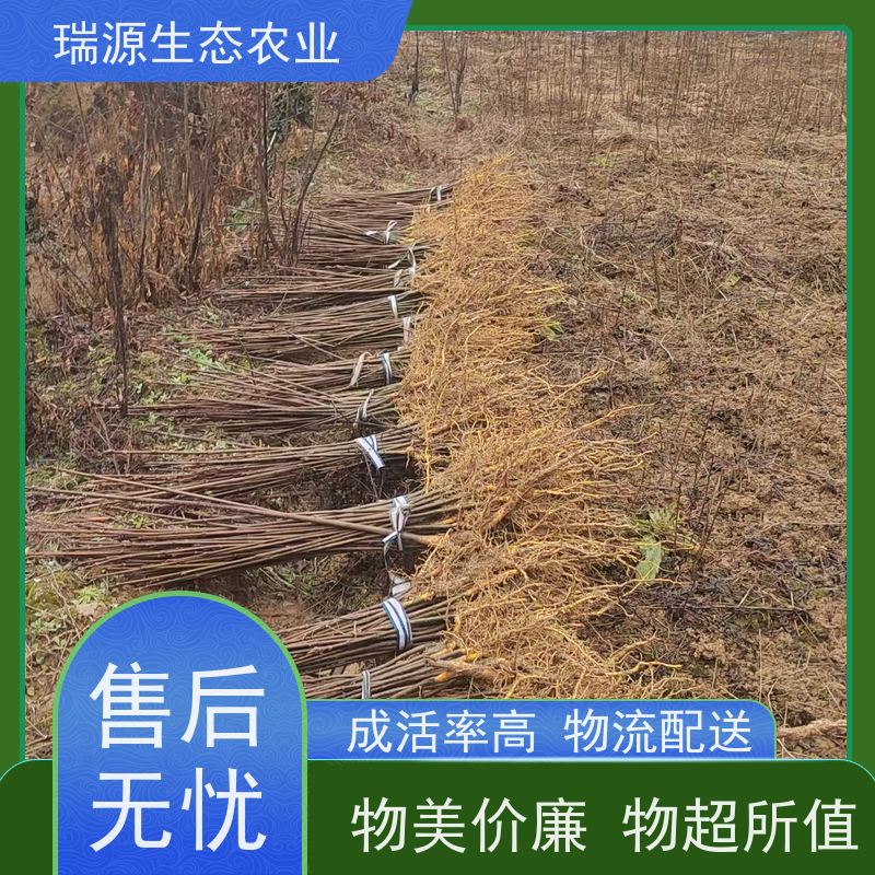 梵丰 川黄柏种子 丰富的药用成分 库存充足 成活率高