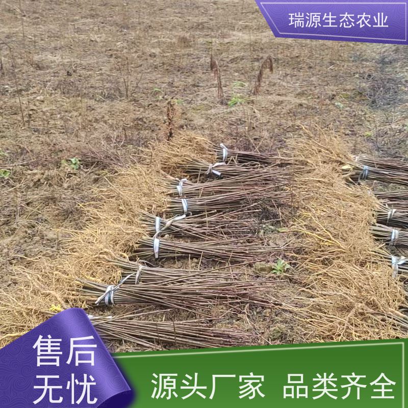 梵丰 黄柏种子的市场需求分析 丰富的药用成分 库存充足 成活率高