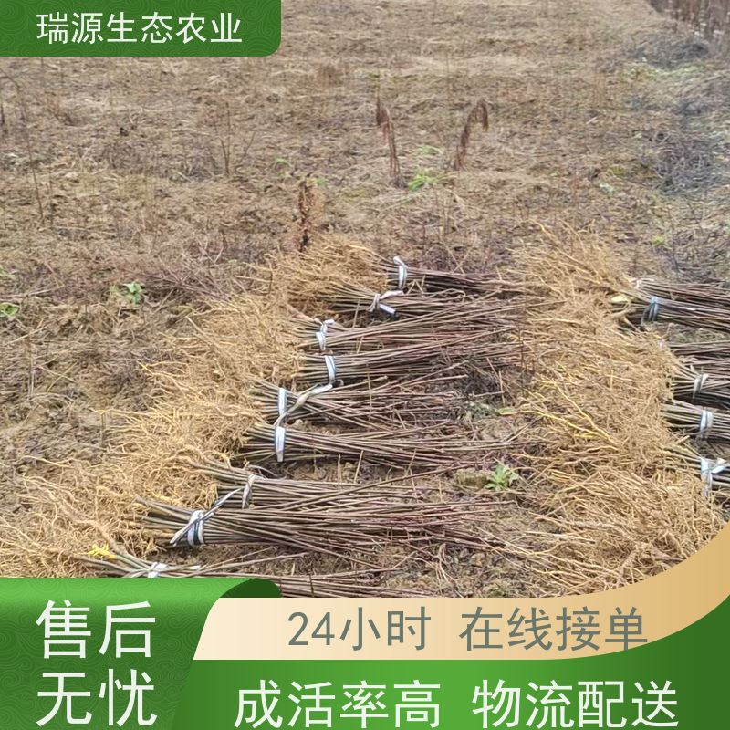 梵丰 黄柏种子的种植技术 丰富的药用成分 库存充足 成活率高