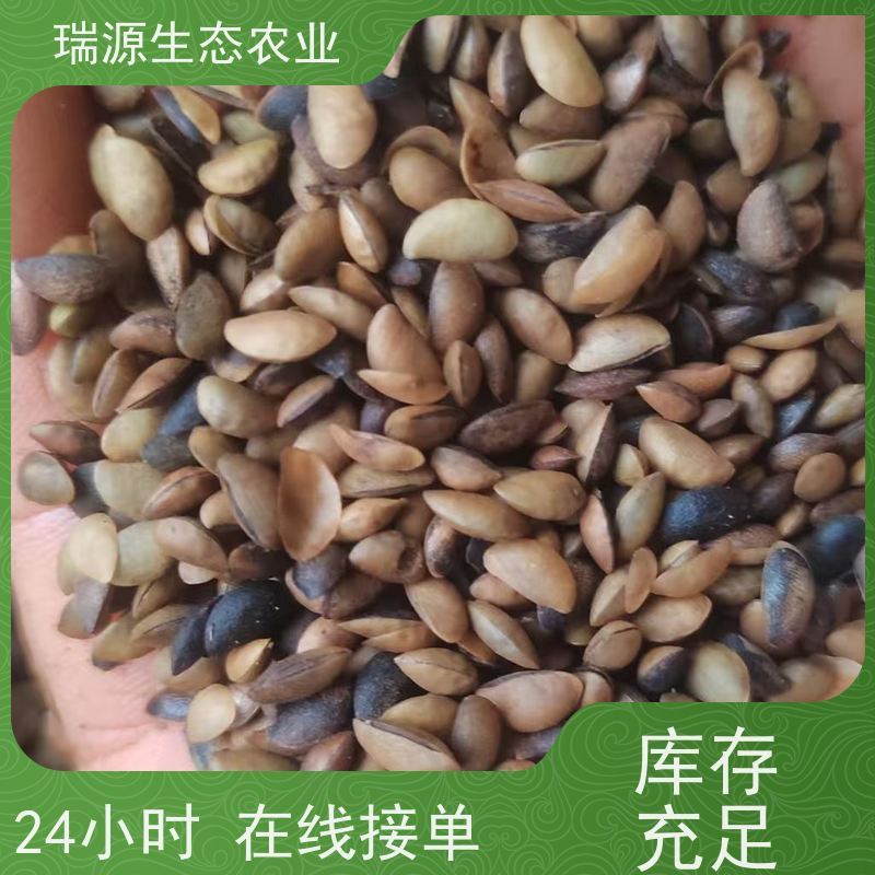梵丰 人工培育黄柏种子 丰富的药用成分 库存充足 成活率高