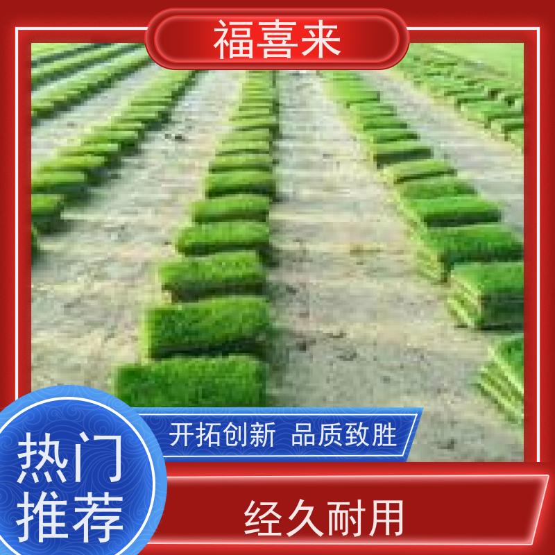 福喜来苗圃 马尼拉草块直供 公园绿化混播草坪 常绿耐踩踏