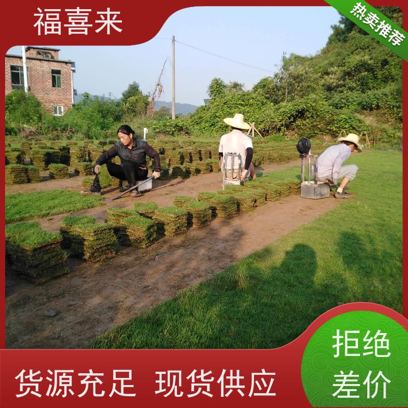 福喜来苗圃 马尼拉草块 球场用草 耐旱易打理 常绿耐踩踏