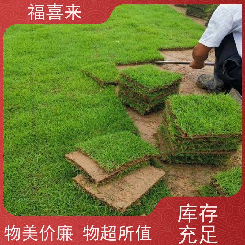 福喜来苗圃 草块批发 球场用草 耐旱易打理 基地供应