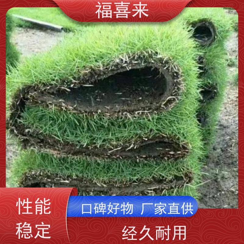 福喜来苗圃 马尼拉草卷供应 道路园区绿化用 草坪基地直发