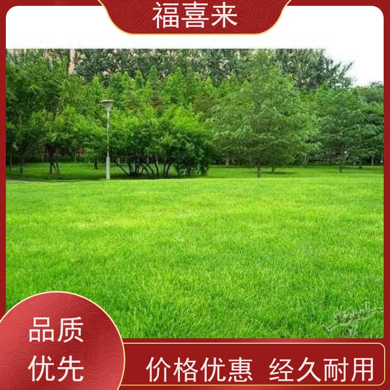 福喜来苗圃 草皮出售 耐寒耐践踏易存活暖季型 基地供应