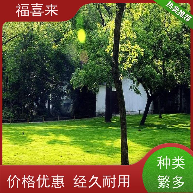 福喜来苗圃 马尼拉草皮直供 耐寒耐践踏易存活暖季型 草坪基地直发