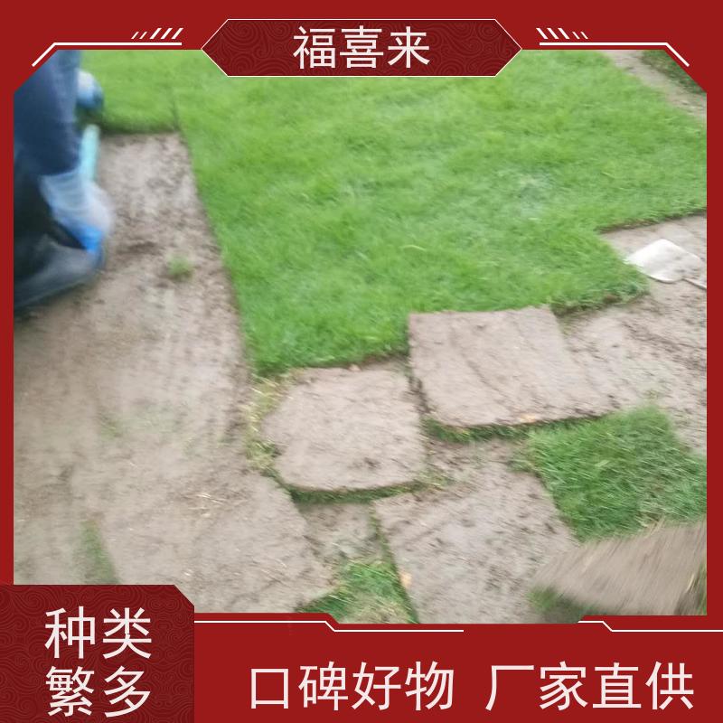 福喜来苗圃 马尼拉草皮供应 耐寒耐践踏易存活暖季型 草坪基地直发
