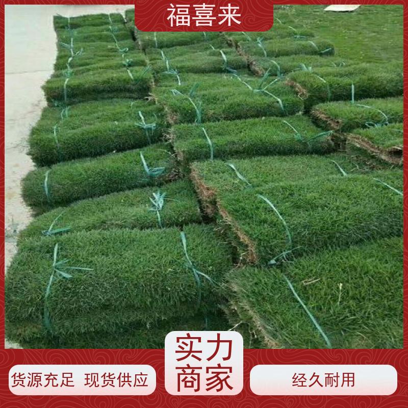 福喜来苗圃 草卷出售 耐寒耐践踏易存活暖季型 常绿耐踩踏