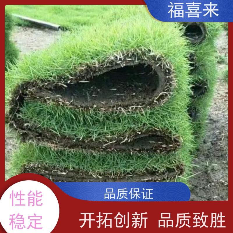 福喜来苗圃 草卷直供 现挖现发品种齐全 基地供应