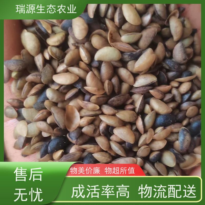 梵丰 黄柏种子的发展趋势与展望 丰富的药用成分 基地直发 货源充足