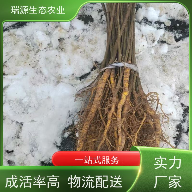梵丰 黄柏种子的品种分类 丰富的药用成分 在线接单 物流配送 