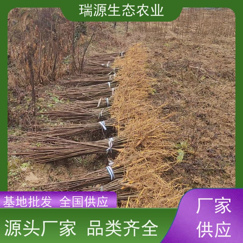 梵丰 黄柏种子的种植技术 丰富的药用成分 在线接单 物流配送 