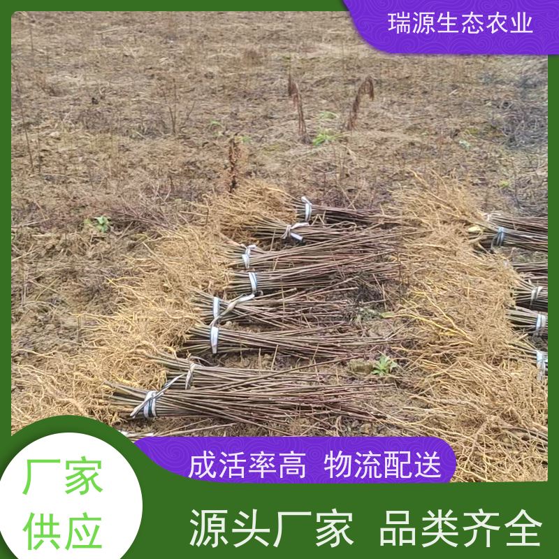 梵丰 黄柏种子的销售渠道 丰富的药用成分 库存充足 成活率高