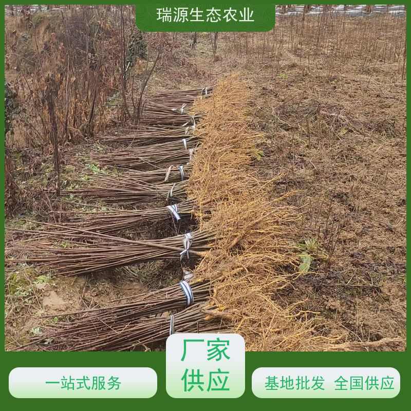 梵丰 黄柏种子 丰富的药用成分 基地直发 货源充足