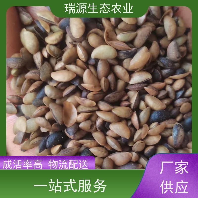 梵丰 黄柏种子发芽率 丰富的药用成分 在线接单 物流配送 