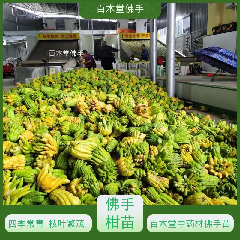 百木堂种苗基地直供中药材佛手苗植株茂密 适应性强