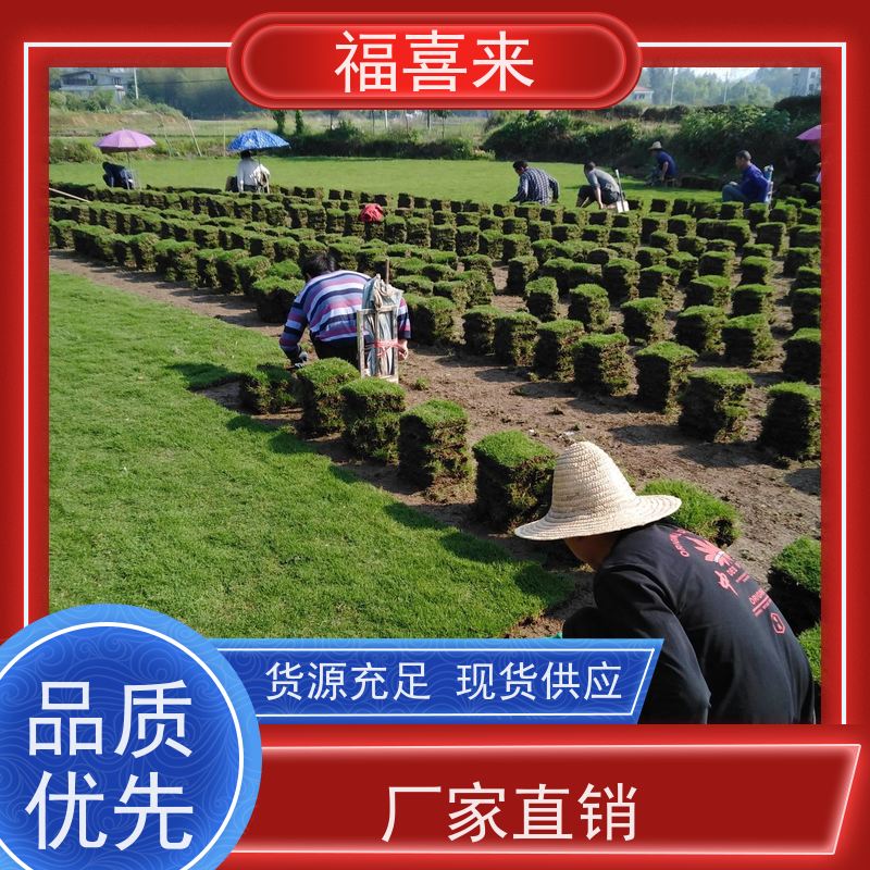 福喜来苗圃 马尼拉草块出售 精品货效果好 草坪基地直发