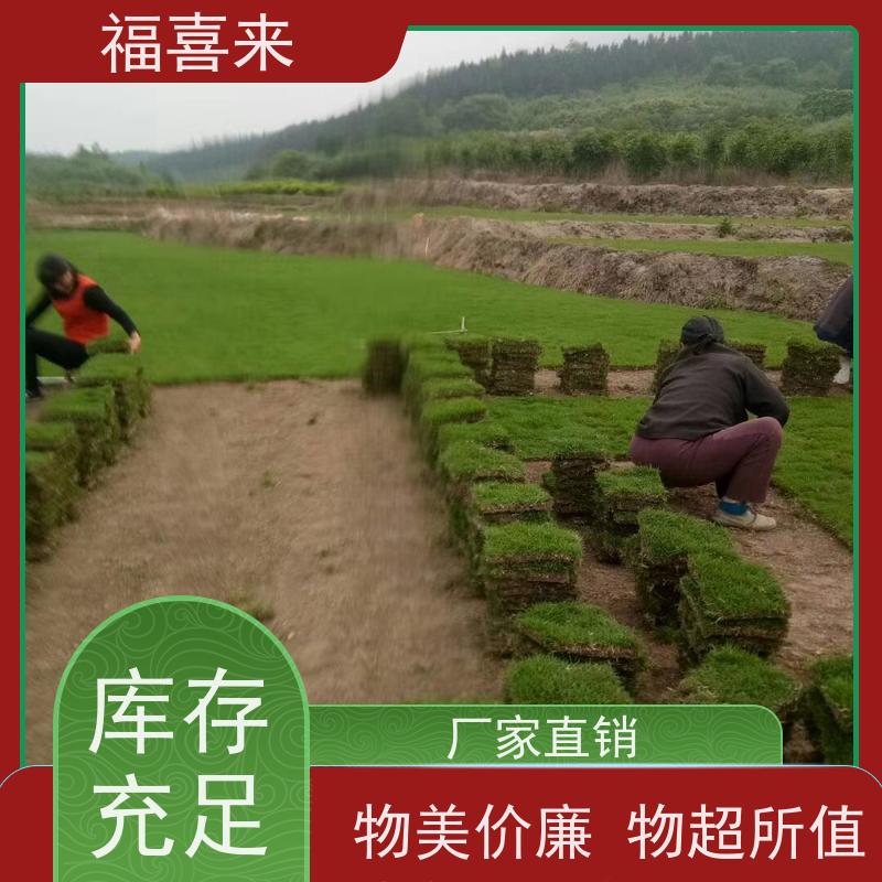 福喜来苗圃 草块直供 公园绿化混播草坪 基地供应