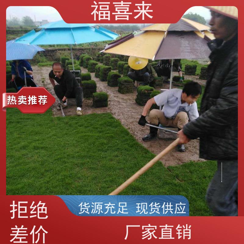 福喜来苗圃 马尼拉草皮直供 球场用草 耐旱易打理 基地供应