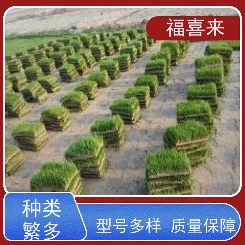 福喜来苗圃 草块 耐寒耐践踏易存活暖季型 草坪基地直发