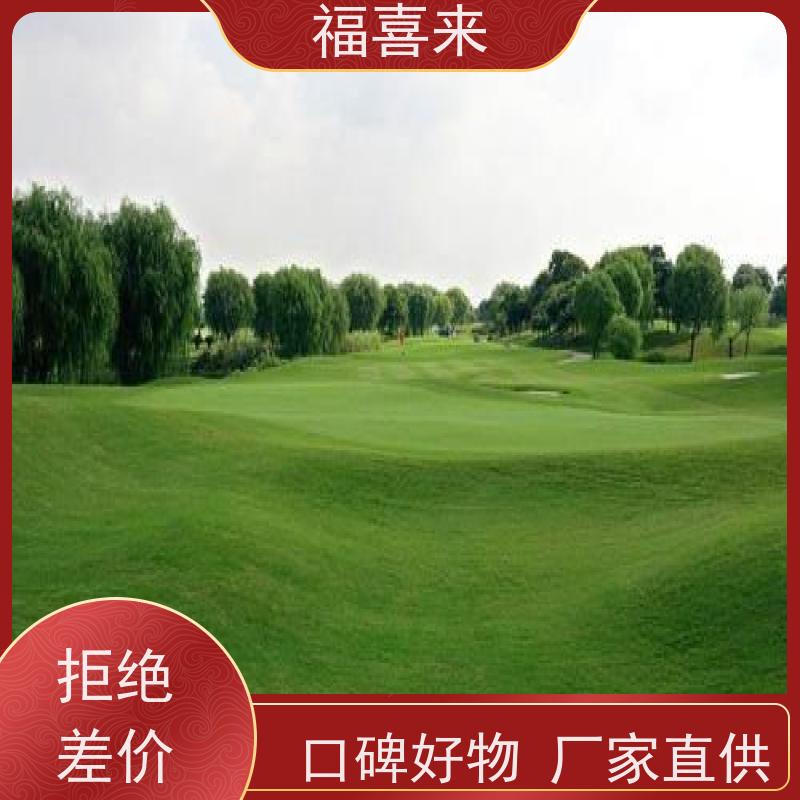福喜来苗圃 草皮出售 现挖现发品种齐全 工程草坪