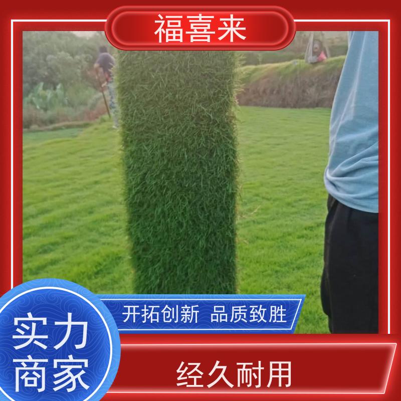 福喜来苗圃 草皮直供 耐寒耐践踏易存活暖季型 常绿耐踩踏