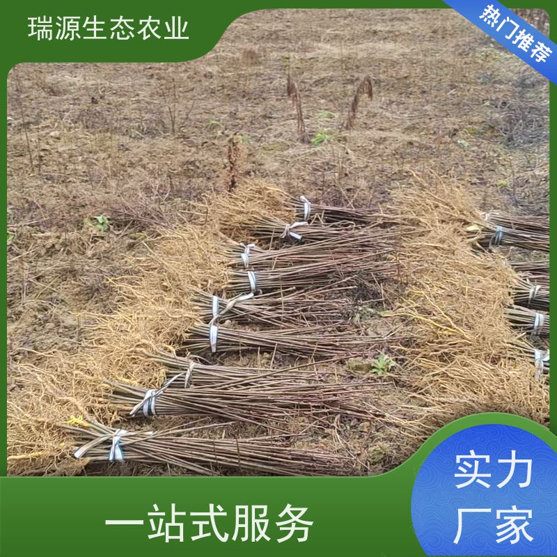 梵丰 黄柏种子的播种深度 丰富的药用成分 基地直发 货源充足