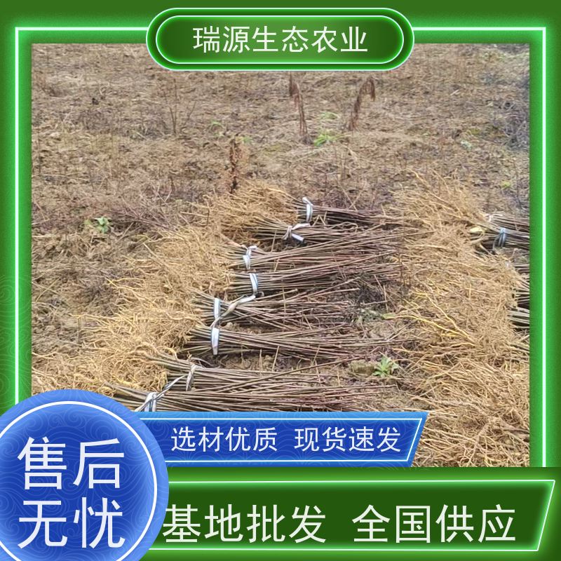 梵丰 黄柏种子的处理 丰富的药用成分 库存充足 成活率高
