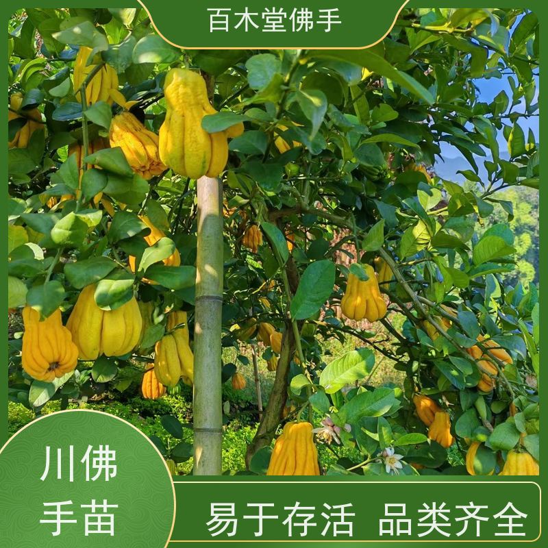 百木堂园林景区栽植梁 平佛手苗枝叶紧密 附加值高