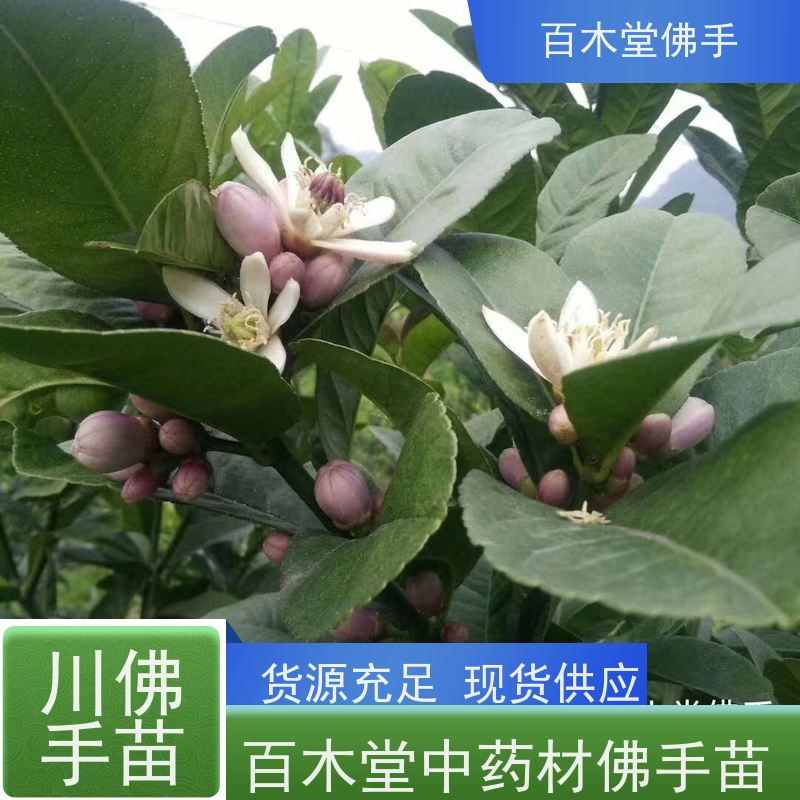 百木堂城市景观绿化树 白芨种植适用性强 生长迅速