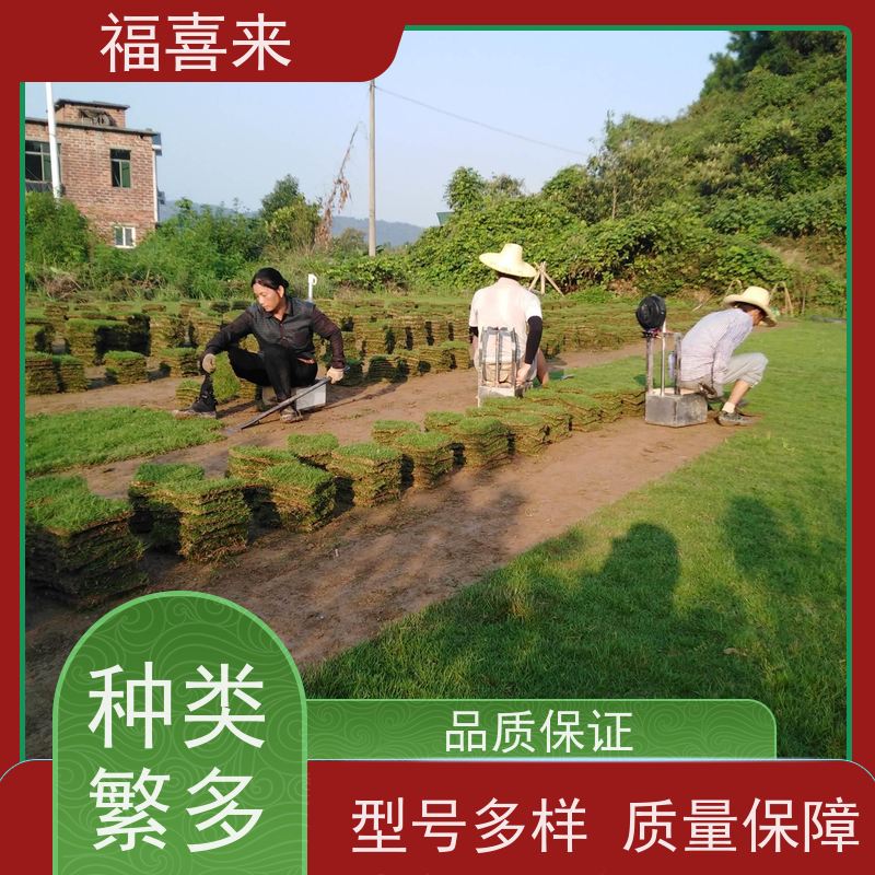 福喜来苗圃 马尼拉草块批发 精品货效果好 基地供应