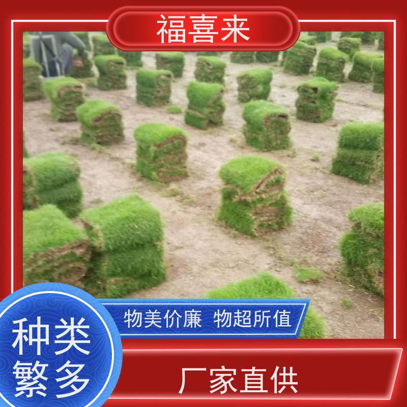 福喜来苗圃 马尼拉草块直供 耐寒耐践踏易存活暖季型 草坪基地直发
