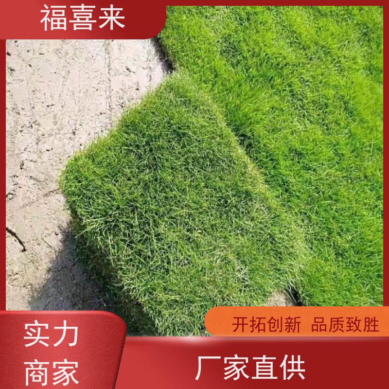 福喜来苗圃 草块供应 道路园区绿化用 工程草坪