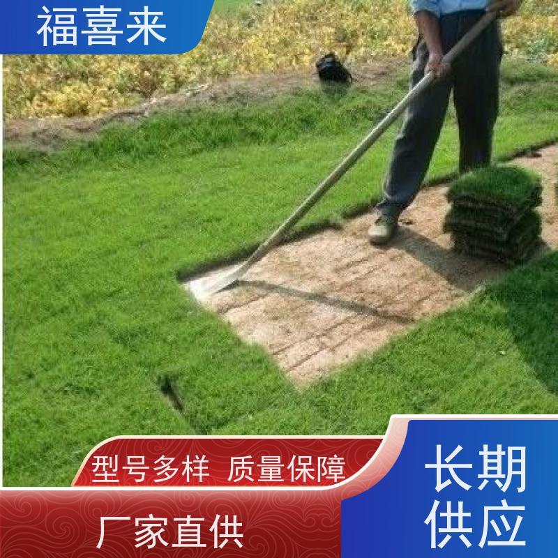 福喜来苗圃 草块供应 球场用草 耐旱易打理 常绿耐踩踏