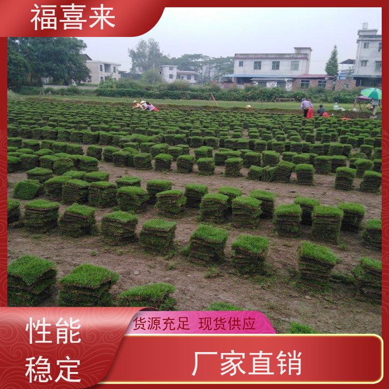 福喜来苗圃 草块供应 现挖现发品种齐全 草坪基地直发