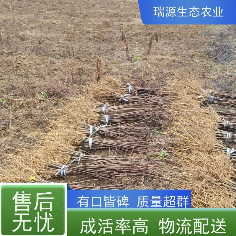 梵丰 不同品种的黄柏种子特点 丰富的药用成分 长期供应 诚信经营