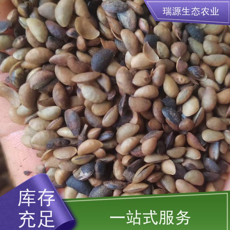 梵丰 黄柏种子的销售渠道 丰富的药用成分 库存充足 厂家供应