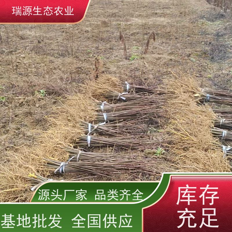 梵丰 黄柏种子种植 丰富的药用成分 基地直发 货源充足