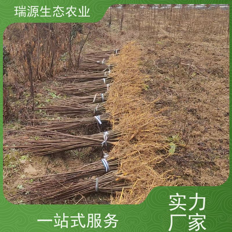 梵丰 黄柏种子的保存 丰富的药用成分 库存充足 成活率高