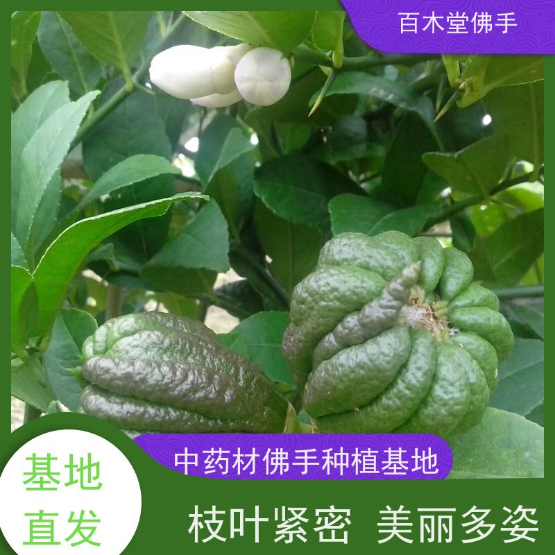 百木堂道路绿化行道苗中药材佛手苗种植造型优美 生长迅速