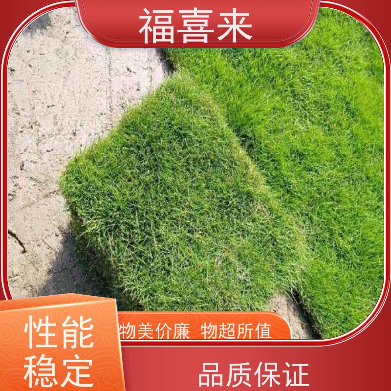 福喜来苗圃 马尼拉草块直供 精品货效果好 基地供应