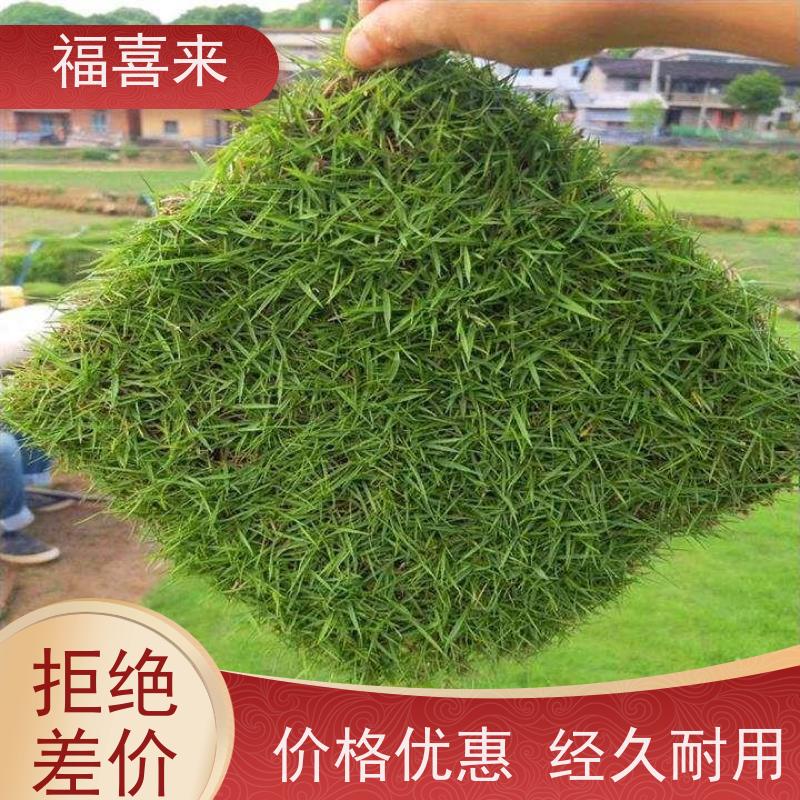 福喜来苗圃 马尼拉草皮批发 球场用草 耐旱易打理 草坪基地直发