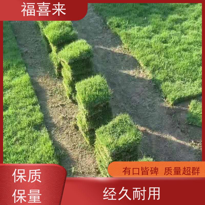 福喜来苗圃 马尼拉草块出售 现挖现发品种齐全 常绿耐踩踏