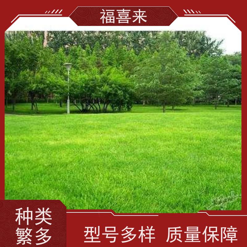 福喜来苗圃 草皮供应 现挖现发品种齐全 草坪基地直发
