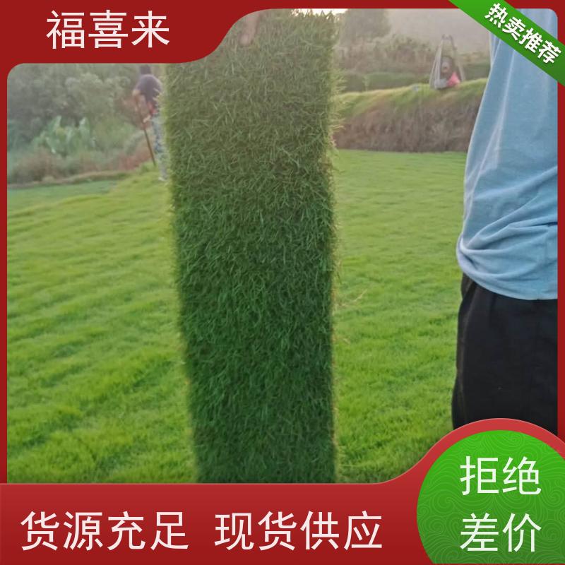 福喜来苗圃 草皮供应 现挖现发品种齐全 常绿耐踩踏