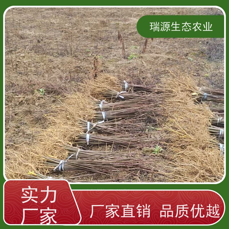 梵丰 盆栽黄柏种子的养护要点 丰富的药用成分 品质好 易成活