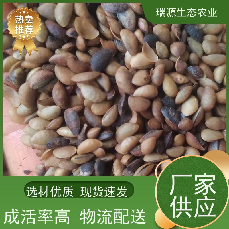 梵丰 黄柏种子的采收与加工 丰富的药用成分 基地直发 货源充足