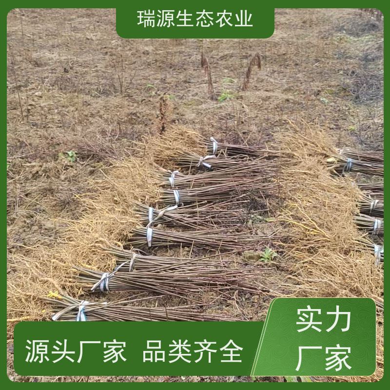 梵丰 黄柏种子的产地 丰富的药用成分 品质好 易成活