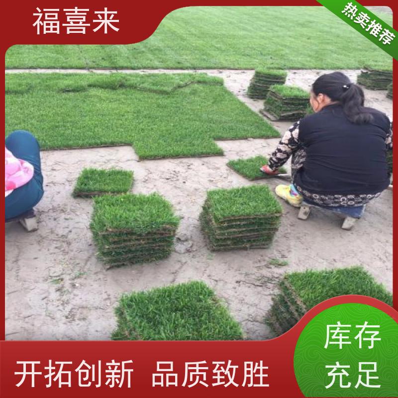 福喜来苗圃 草块供应 球场用草 耐旱易打理 草坪基地直发
