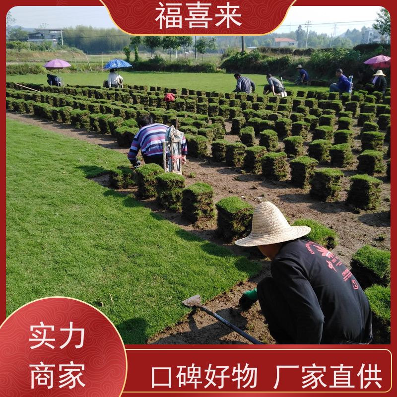 福喜来苗圃 马尼拉草块供应 耐寒耐践踏易存活暖季型 工程草坪